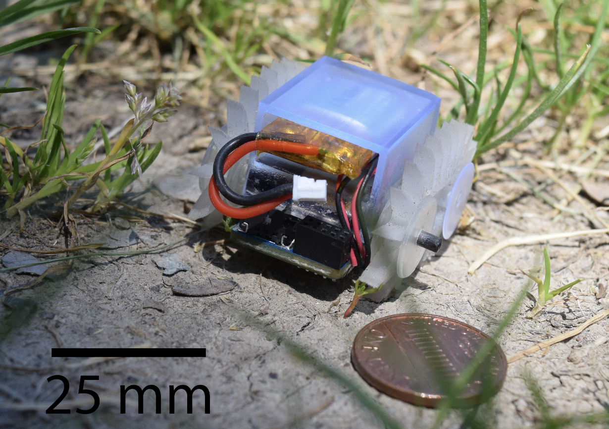 A Buffalo Byte outside in the grass